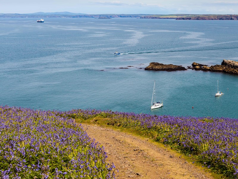 Skomer Island is a short sail away from Milford Marina