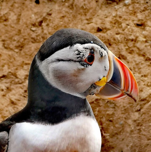 Puffin at Skomer Island, by Carol Best